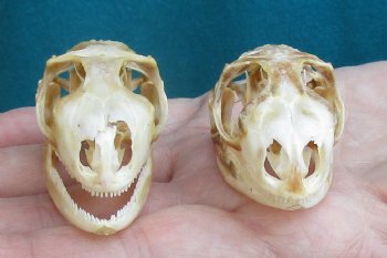 2pc Small B-Grade Iguana skull 2 & 2 inches - for $40