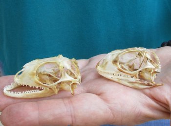 2pc Small B-Grade Iguana skull 2 & 2 inches - for $40