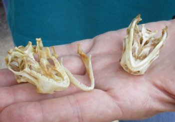 2pc Small B-Grade Iguana skull 2 & 2 inches - for $40