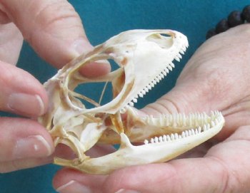 Medium B-Grade Iguana skull 2-1/2 inches - for $29
