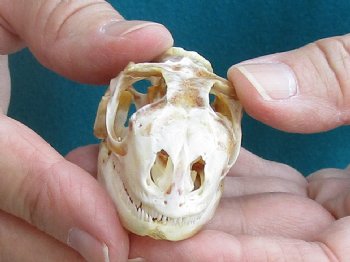 Medium B-Grade Iguana skull 2-1/2 inches - for $29