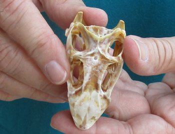 Medium B-Grade Iguana skull 2-1/2 inches - for $29
