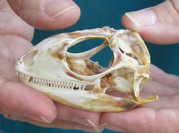Medium B-Grade Iguana skull 2-1/2 inches - for $29