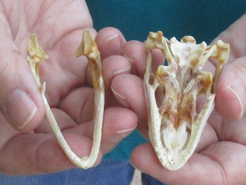 Medium B-Grade Iguana skull 2-1/2 inches - for $29