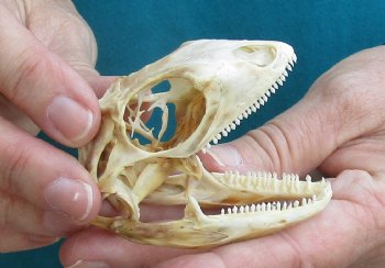 Medium B-Grade Iguana skull 3 inches - for $29