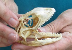 Medium B-Grade Iguana skull 3 inches - for $29