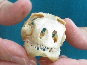 Medium B-Grade Iguana skull 3 inches - for $29
