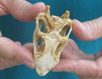 Medium B-Grade Iguana skull 3 inches - for $29