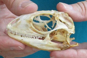 Medium B-Grade Iguana skull 3 inches - for $29