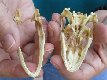 Medium B-Grade Iguana skull 3 inches - for $29