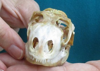 Large B-Grade Iguana skull 3-1/4 inches - for $39