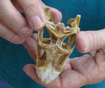 Large B-Grade Iguana skull 3-1/4 inches - for $39