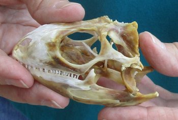 Large B-Grade Iguana skull 3-1/4 inches - for $39