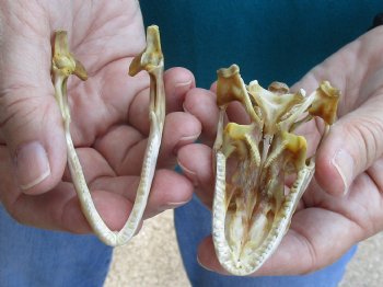 Large B-Grade Iguana skull 3-1/4 inches - for $39