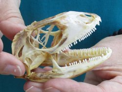 Large B-Grade Iguana skull 3 inches - for $39