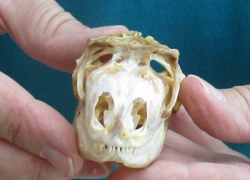 Large B-Grade Iguana skull 3 inches - for $39