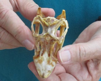Large B-Grade Iguana skull 3 inches - for $39