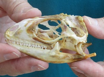 Large B-Grade Iguana skull 3 inches - for $39