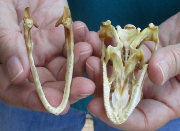 Large B-Grade Iguana skull 3 inches - for $39