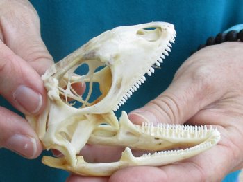 Large B-Grade Iguana skull 3-1/4 inches - for $39