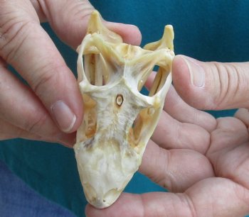 Large B-Grade Iguana skull 3-1/4 inches - for $39