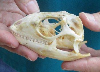 Large B-Grade Iguana skull 3-1/4 inches - for $39
