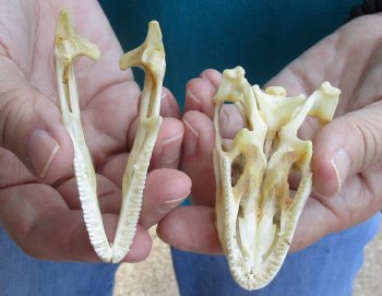 Large B-Grade Iguana skull 3-1/4 inches - for $39