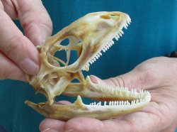 Large Iguana skull 3-1/2 inches - for $39