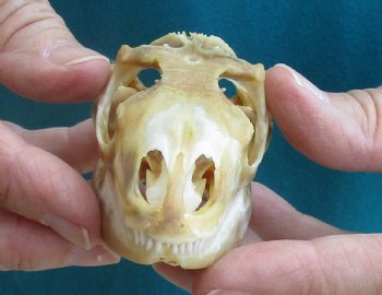 Large Iguana skull 3-1/2 inches - for $39