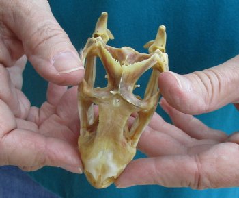 Large Iguana skull 3-1/2 inches - for $39