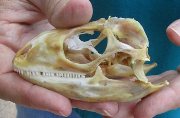 Large Iguana skull 3-1/2 inches - for $39