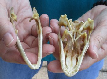 Large Iguana skull 3-1/2 inches - for $39