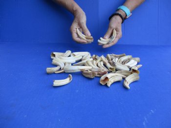 1 pound Small Warthog Tusks approx. 4" & under for $50