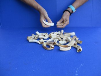 1 pound Small Warthog Tusks approx. 4" & under for $50