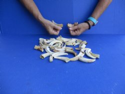 1 pound Small Warthog Tusks approx. 4" & under for $50