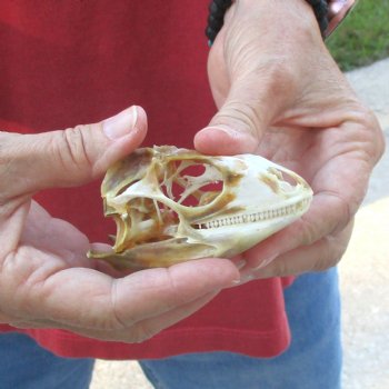 Large Iguana skull 3-1/2 inches - for $39
