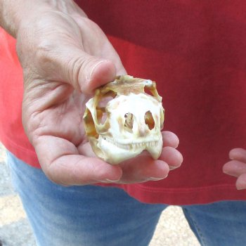 Large Iguana skull 3-1/2 inches - for $39