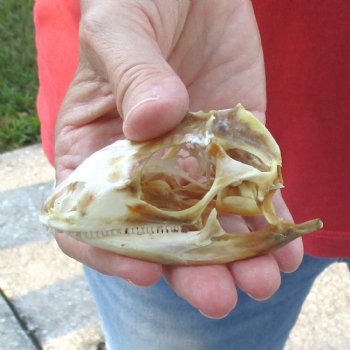 Large Iguana skull 3-1/2 inches - for $39