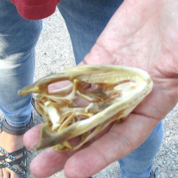 Large Iguana skull 3-1/2 inches - for $39
