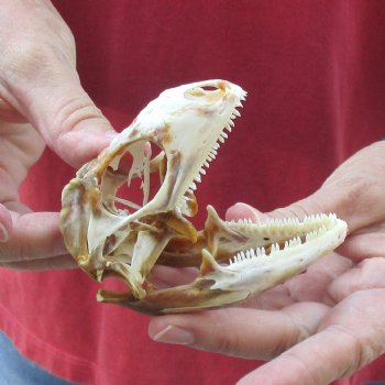 Large Iguana skull 3-1/2 inches - for $39