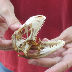 Large Iguana skull 3-1/2 inches - for $39