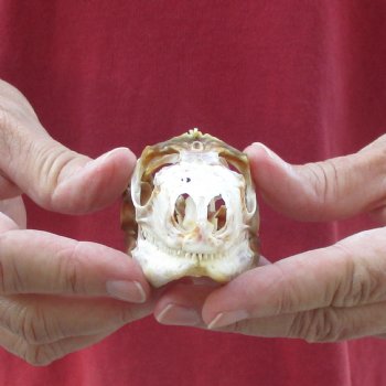 Large Iguana skull 3-1/2 inches - for $39