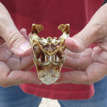 Large Iguana skull 3-1/2 inches - for $39