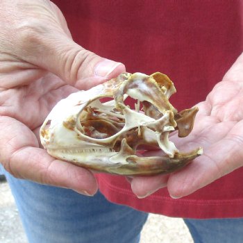 Large Iguana skull 3-1/2 inches - for $39