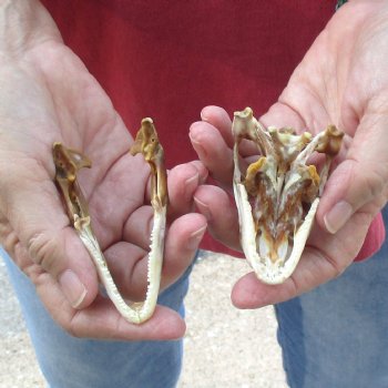 Large Iguana skull 3-1/2 inches - for $39