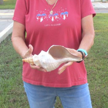 For Sale 12 inches horse conch, Florida's state seashell for $33