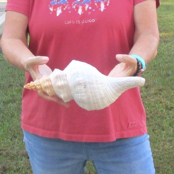 For Sale 12 inches horse conch, Florida's state seashell for $33