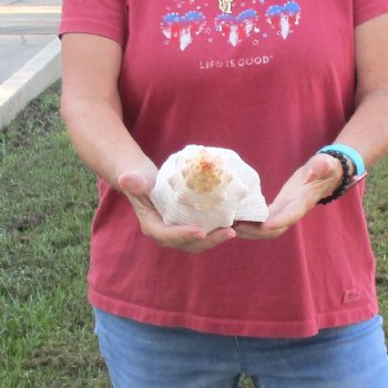 For Sale 12 inches horse conch, Florida's state seashell for $33