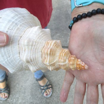 For Sale 12 inches horse conch, Florida's state seashell for $33