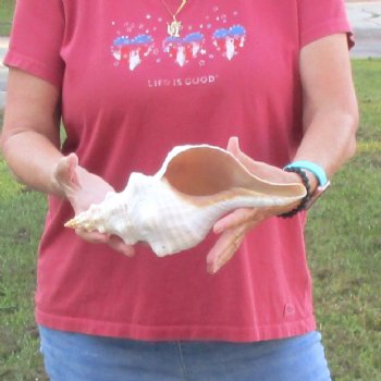 For Sale 12 inches horse conch, Florida's state seashell for $33